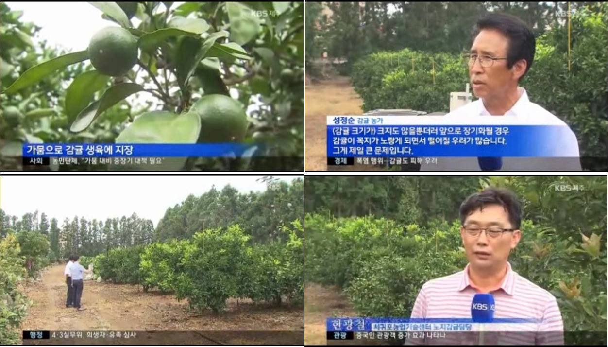 감귤에도 가뭄피해(인터뷰, 현광철 담당, 8. 1.) KBS